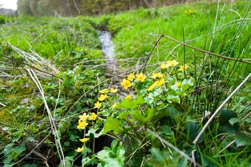 a bunch of marigold near a small stream of water in the spring