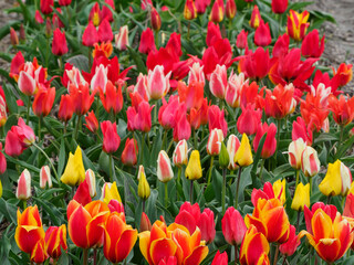 Tulpenfelder in den Niederlanden