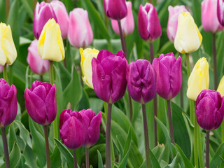 Tulpenfelder in den Niederlanden