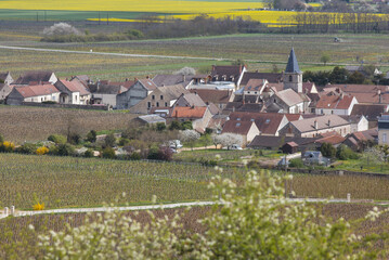 Fototapeta na wymiar Vosne-Romanée, commune française située dans le département de la Côte-d'Or en région Bourgogne-Franche-Comté avec son célèbre vignoble au printemps