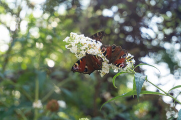 Many European peacock butterfly on white flowers of summer lilac