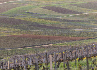 vignoble de Vosne-romanée en Bourgogne en côte d'Or au printemps