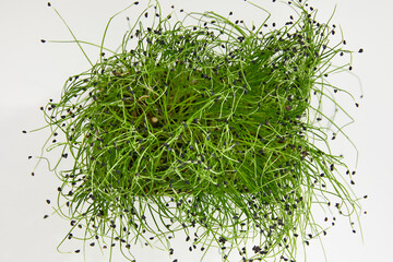 Closeup of a fresh micro green in a plastic box isolated on white background. Natural super food....