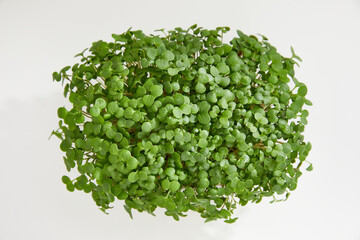 Closeup of a fresh micro green in a plastic box isolated on white background. Natural super food. Healthy lifestyle concept	
