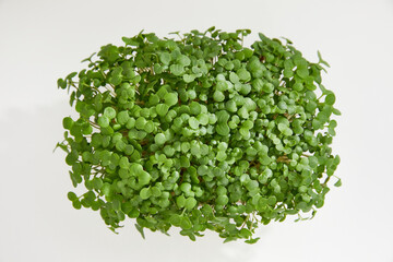 Obraz premium Closeup of a fresh micro green in a plastic box isolated on white background. Natural super food. Healthy lifestyle concept 
