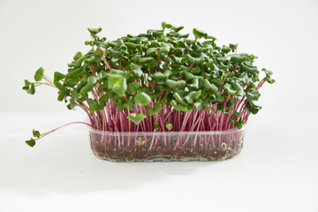 Front view of a fresh micro green of a radish arranged in a plastic box over white background. 