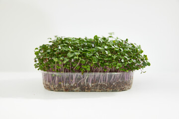 Full length image of a freshness micro green of a basil arranged in a plastic box isolated on white bright background.  © Corina