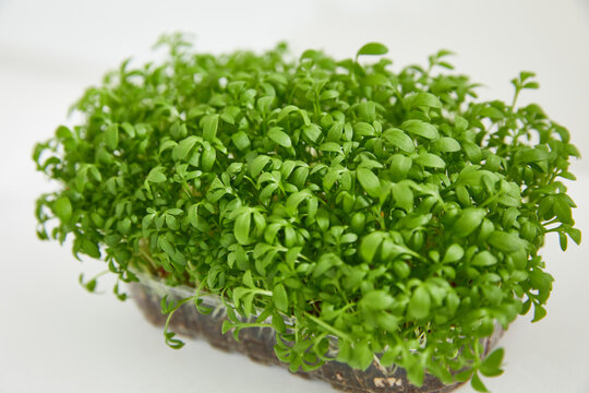 Closeup of a fresh micro green in a plastic box isolated on white background. Natural super foofd.