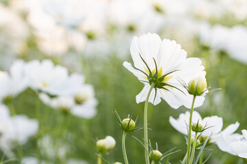 White cosmos flowers in the garden with blurred soft light background