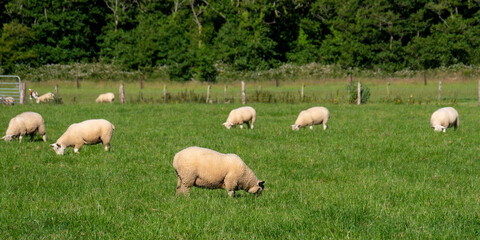 Fototapeta premium A flock of sheep. Livestock farm. Grazing animals. Herd of sheep on green grass field