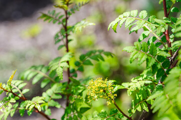 サンショウの花