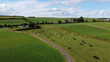 Fototapeta na wymiar A cows in Ireland, top view. Organic Irish farm. Cattle grazing on a grass field, landscape. Animal husbandry. Green grass field under blue sky