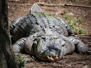 Tampa Florida Zoo and Weedon Island Preserve