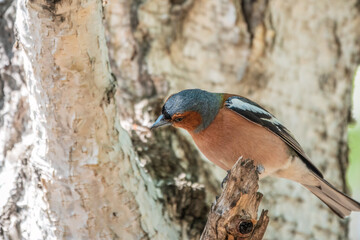 Common chaffinch, Fringilla coelebs, sits on a tree. Common chaffinch in wildlife.