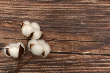 Branch with white cotton flowers on a wooden surface. Place for text.