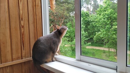 An Abyssinian cat sits on the windowsill of a wooden balcony. Behind the open window in the park grow pines, maples, birches, pedestrian paths are laid. Flowers bloom in the park in spring © Balser