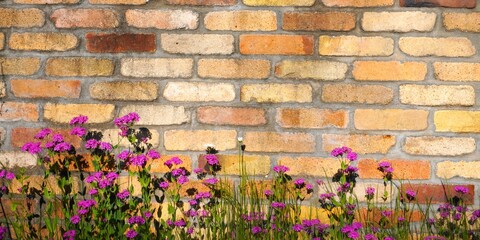 レンガの壁の前に花が咲く背景素材　ワイド