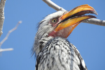 Closeup of a Southern Yellow-billed Hornbill, Namibia