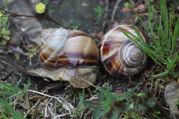 snail on a leaf