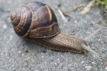 snail on a leaf