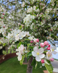 Fototapeta na wymiar Fleurs blanches et roses sur un arbre au printemps