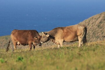 Dos vacas compartiendo un momento de sus vidas