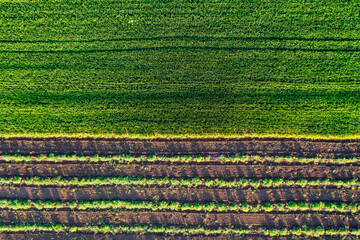 vista top down dal drone di un campo di grano verde e un vigneto in primavera - Salento, Puglia,...
