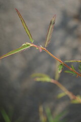 Mimosa pudica, also called sensitive plant, sleepy plant, action plant, touch-me-not, shameplant, zombie plant, bashful mimosa, herbe sensible, sensitive grass, shame bush, shame face and shame lady.