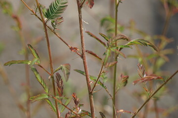 Mimosa pudica, also called sensitive plant, sleepy plant, action plant, touch-me-not, shameplant, zombie plant, bashful mimosa, herbe sensible, sensitive grass, shame bush, shame face and shame lady.