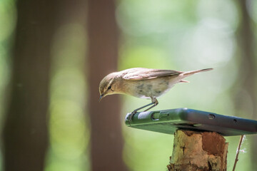 Common chiffchaff, lat. phylloscopus collybita, sitting on branch of bush in spring and looking for food