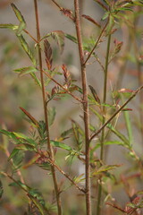 Mimosa pudica, also called sensitive plant, sleepy plant, action plant, touch-me-not, shameplant, zombie plant, bashful mimosa, herbe sensible, sensitive grass, shame bush, shame face and shame lady.