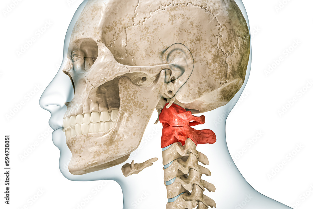 Wall mural atlas and axis cervical vertebrae in red with body 3d rendering illustration isolated on white with 