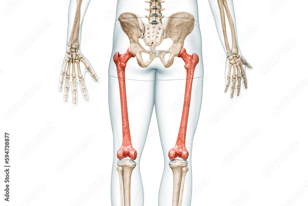 Wall mural femur bones rear view in red color with body 3d rendering illustration isolated on white with copy s