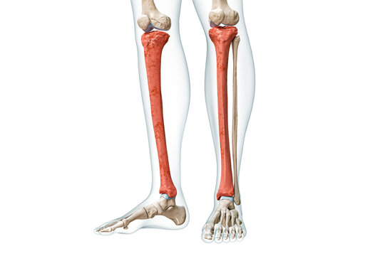 Tibia or shin bone in red color with body 3D rendering illustration isolated on white with copy space. Human skeleton and leg anatomy, medical diagram, osteology, skeletal system concepts.