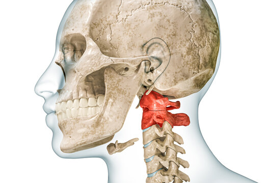 Atlas and axis cervical vertebrae in red with body 3D rendering illustration isolated on white with copy space. Human skeleton ans spine anatomy, medical diagram, osteology, skeletal system concepts.