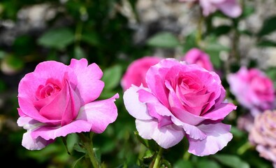 Large Dowager's roses in the foreground with a background of other pink roses