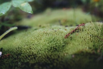 Idyllic landscape featuring lush moss-covered tree trunk