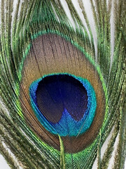 peacock feather close up