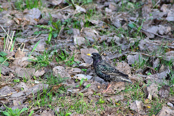 starling on the park lawn
