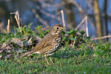 thrush on the lawn of an old park