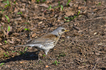 thrush on the lawn of an old park