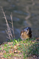 thrush on the lawn of an old park