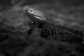 Mexican Pygmy Rattlesnake
𝘊𝘳𝘰𝘵𝘢𝘭𝘶𝘴 𝘳𝘢𝘷𝘶𝘴