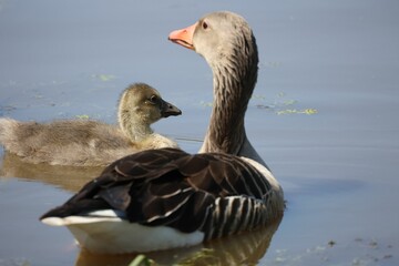 Closeup of a  geese and a gosling swimming in a peaceful pond during the day