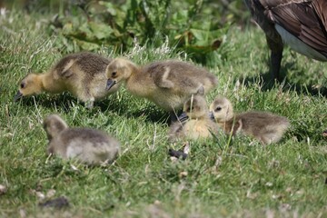 Flock of goslings gather in a grassy meadow, with a large bird perched nearby