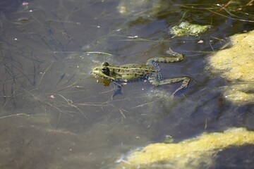 Green frog swimming in a tranquil pond surrounded by lush and vibrant vegetation