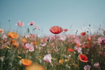 Photo of wild poppies in a field on a sunny day