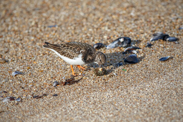 Turnstone eating a sea urch