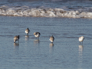 Sanderlings looking for food