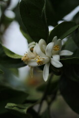 azahar flower
